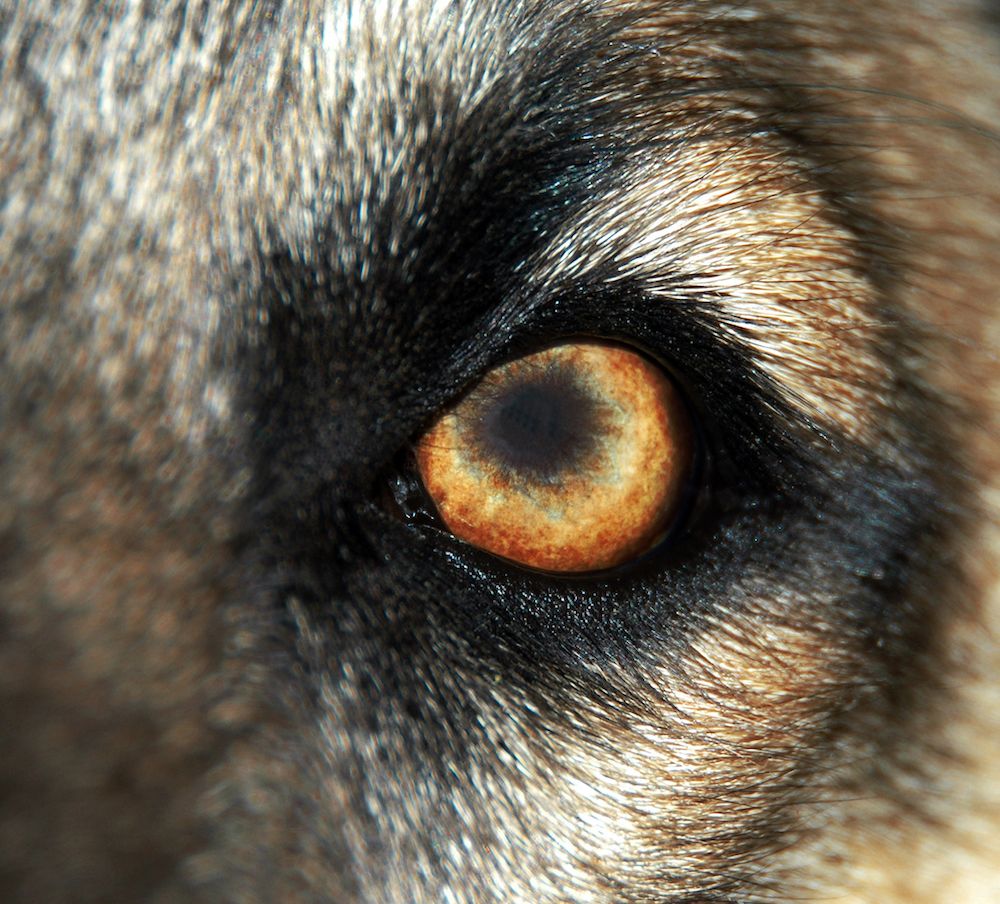 Stalkers, Users and Intimidators